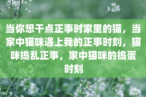 当你想干点正事时家里的猫，当家中猫咪遇上我的正事时刻，猫咪捣乱正事，家中猫咪的捣蛋时刻