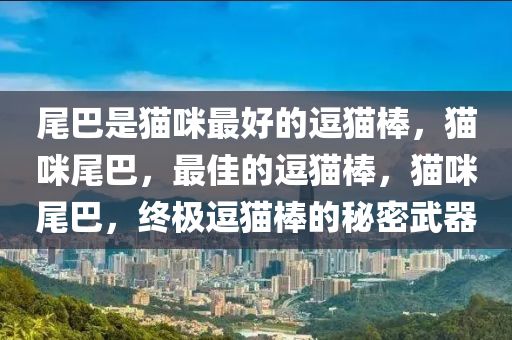尾巴是猫咪最好的逗猫棒，猫咪尾巴，最佳的逗猫棒，猫咪尾巴，终极逗猫棒的秘密武器