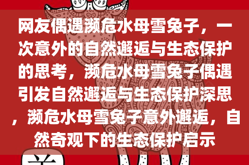 网友偶遇濒危水母雪兔子，一次意外的自然邂逅与生态保护的思考，濒危水母雪兔子偶遇引发自然邂逅与生态保护深思，濒危水母雪兔子意外邂逅，自然奇观下的生态保护启示